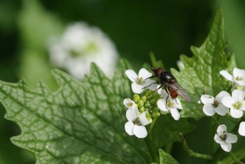 Rhingia campestris